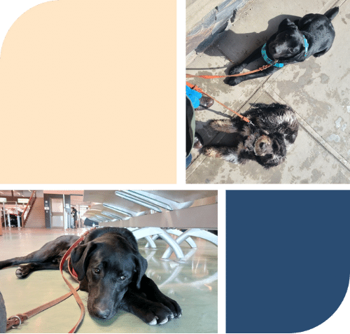 two different portraits of dogs on leashes. One where the dogs are looking up towards the camera, and one where there is a dog laying down looking away.