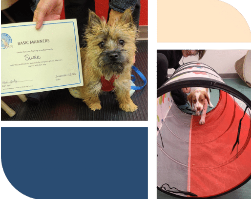 a little dog next to a certificate of completion for a class. A small  dog going through a tunnel. 