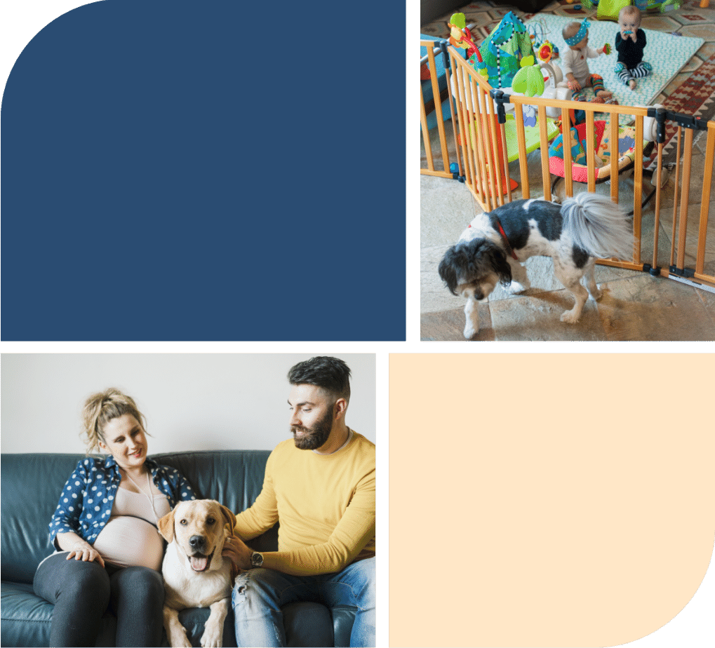 an image of a child playing behind a play gate while a small brown and white dog wakls away from it. A picture of a family with a pregnant wife and a golden colored dog sitting inbetween her husband and her on a couch