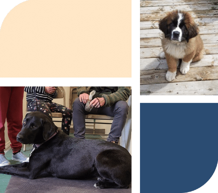 Two pictures of dogs, on sitting on wood deck with brown fur and white accents as it looks into the camera. The other is a black lab laying down infront of its owners feet who are sitting in chairs behind it but you can only see the legs and the torsos of the owners