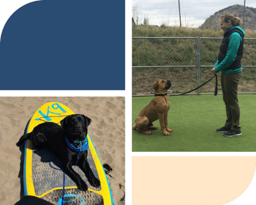 Two images put together. The first is a brown dog sitting facing a dog trainer. The second is a black lab laying on a yellow kayak looking at the camera person