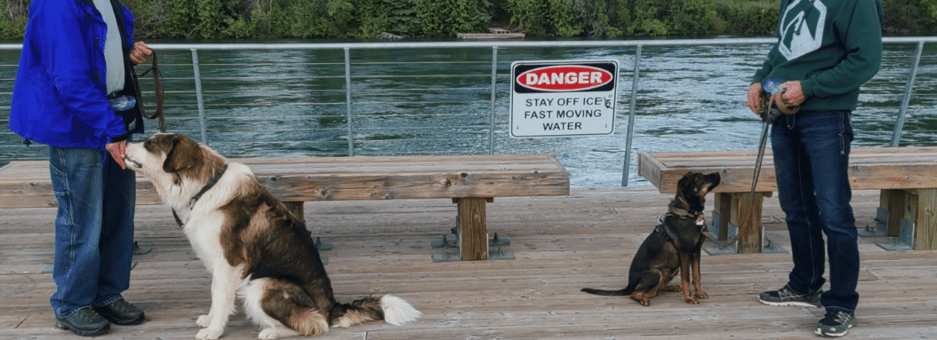Two dogs sitting on a bridge facing away from eachother while facing their respective owners. There is a danger sign in the background and two benches