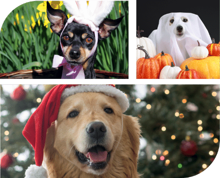 three different dogs dressed up in different holiday attire. One is wearing easter bunny ears, another dog has a sheet over its body to look like a ghost and surrounded buy pumpkins and one has a christmas hat on with a christmas tree behind it