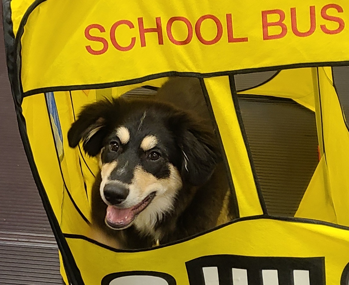 Puppy Day School